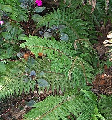 Polystichum transvaalense