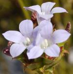 Roella amplexicaulis