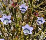 Roella ciliata