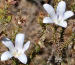 Roella prostrata