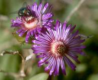 Ruschia caroli with bee