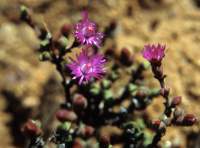 Ruschia cradockensis