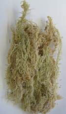 Sphagnum capense