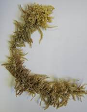 Sphagnum pycnocladulum