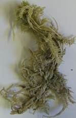 Sphagnum strictum subsp. pappeanum