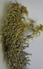 Sphagnum truncatum