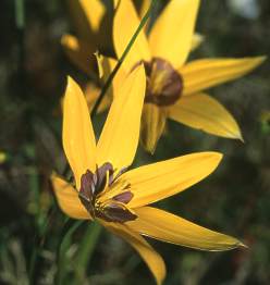 S. canaliculata.  Photo C. Paterson-Jones