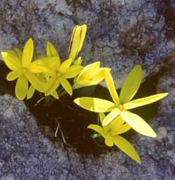 S.monophylla. Photo C. Paterson-Jones