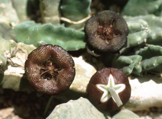 S. engleriana