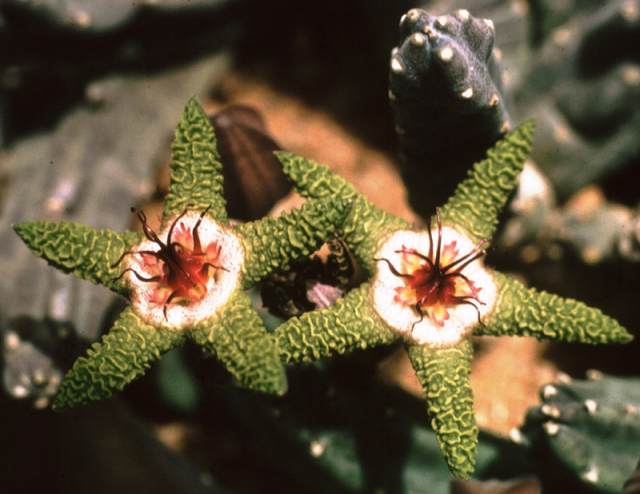 S. flavopurpurea