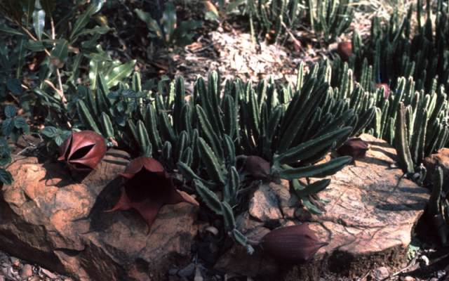 S. leendertziae