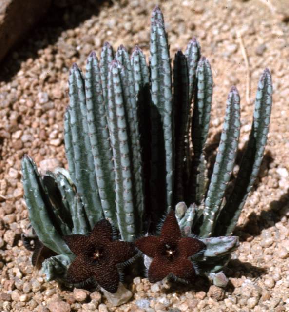 S. olivacea