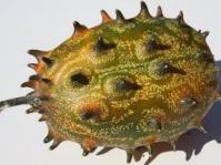 Cucumis metuliferus fruit