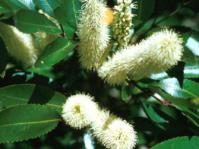 Cunonia capensis
