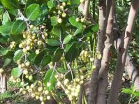 Curtisia dentata