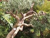 Mature Cussonia paniculata 