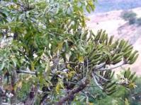 Photo: Geoff Nichols: Cussonia spicata