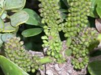 Flower heads in bud