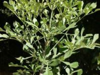 Young plant of C. transvaalensis