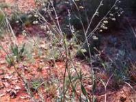 Cynoglossum hispidum