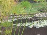 Young culms of Cyperus papyrus