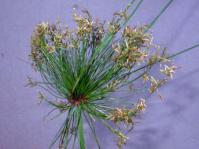 Inflorescence of C .prolifer