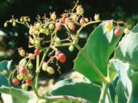 Leaves and berries