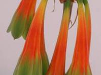 Cyrtanthus obliquus flowers