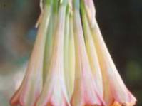 Flower of Cyrtanthus falcatus