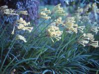 Ifafa lilies