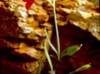 Cyrtanthus flammosus growing in habitat