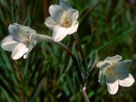 Cyrtanthus leucanthus