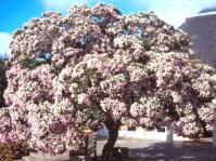 Dais cotinifolia at Kirstenbosch