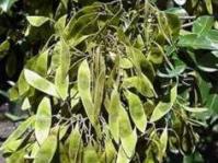 Fruits of D.obovata.Photo G Nichols