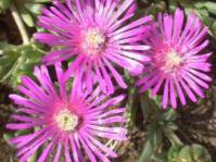 Delosperma cooperi
