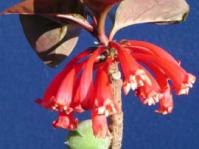 Dermatobotrys saundersii