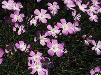 Dianthus albens plants