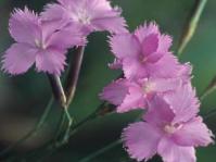 Dianthus zeyheri flowers.  Image Martin von Fintel