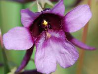 Diascia insignis flower Photo: M. Kuhlmann