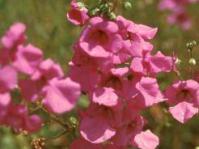 Diascia integerrima