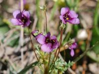 Diascia lewisiae flowers