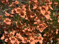 Diascia patens 'Cheeky Chief'