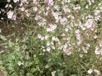 Diascia rigescens