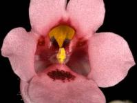 Diascia vigilis flower