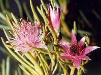 Diastella buekii in flower