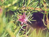 Diastella proteoides: Photo Nigel Foreshaw