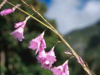 Dierama pendulum