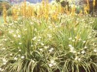 Dietes bicolor in the foreground