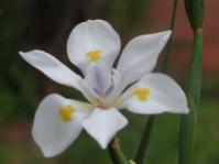 Dietes iridioides flower and fruit