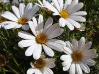 Dimorphotheca cuneata white variety